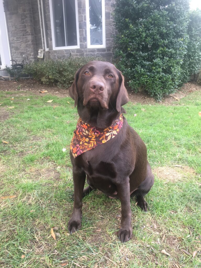 A dog sitting in the grass wearing a bandana.