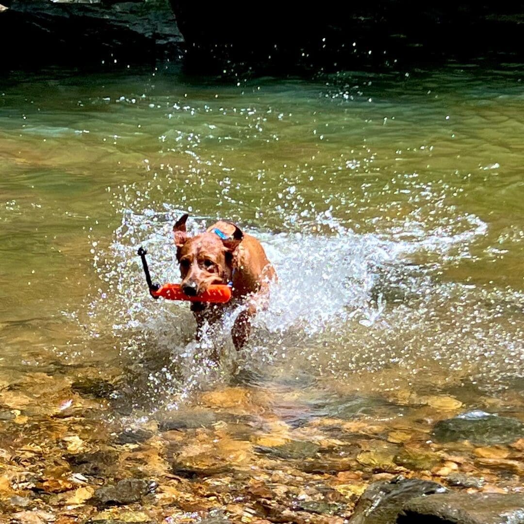 A dog running through water