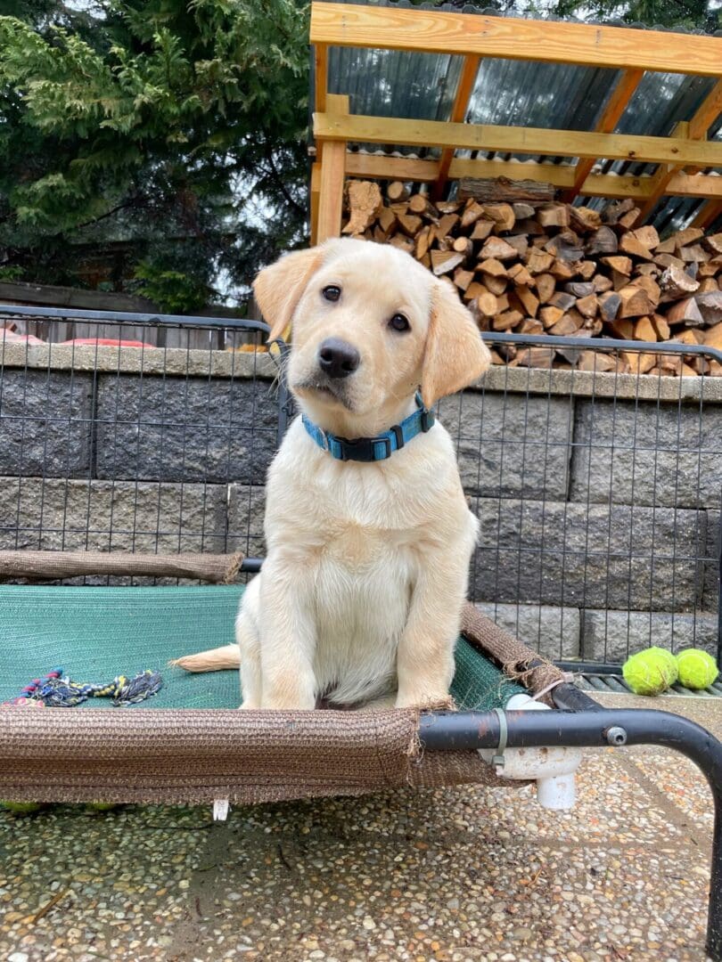 A Labrador puppy