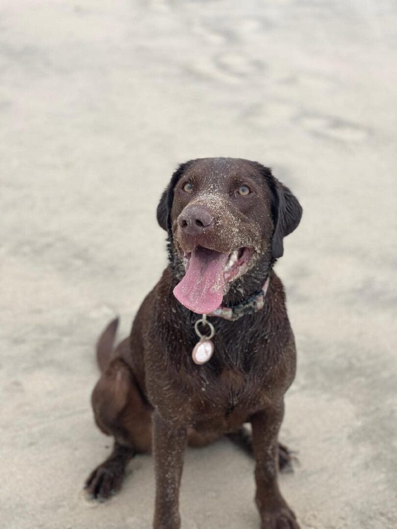Storm - Lean Athletic Labrador - Yates Family Labradors