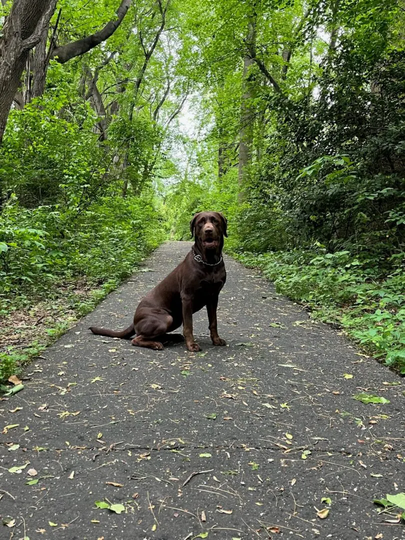 A Labrador