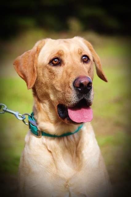 A close up of a dog with its tongue hanging out