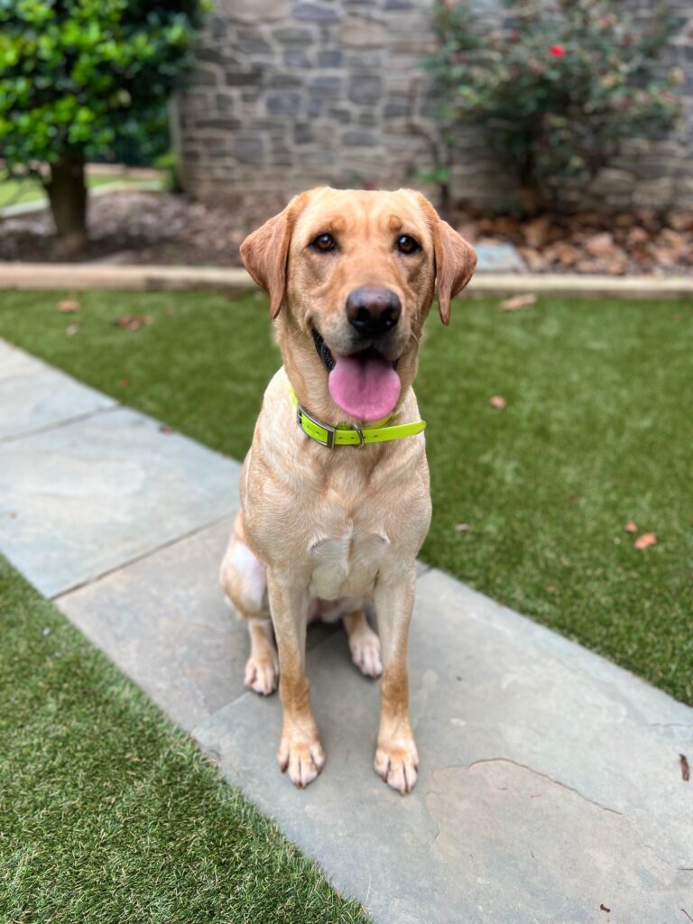 A dog sitting on the ground with its tongue hanging out.