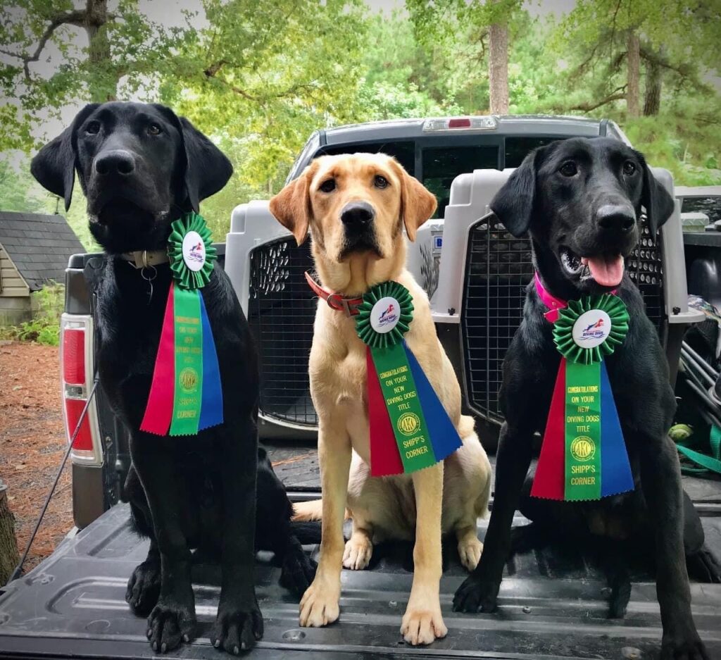 Three dogs sitting in the back of a truck.