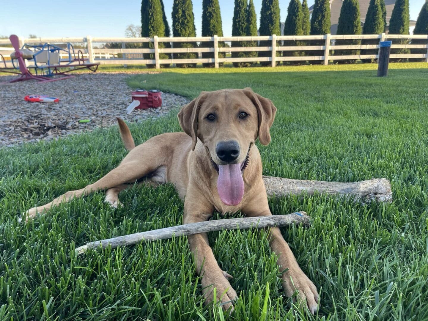 Happy yellow lab with stick in grass.
