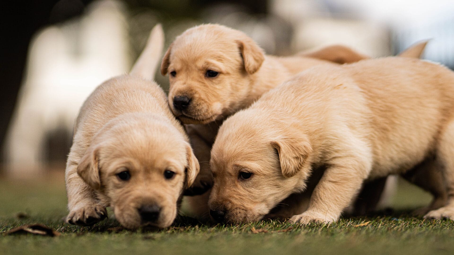 Three adorable yellow Labrador puppies.
