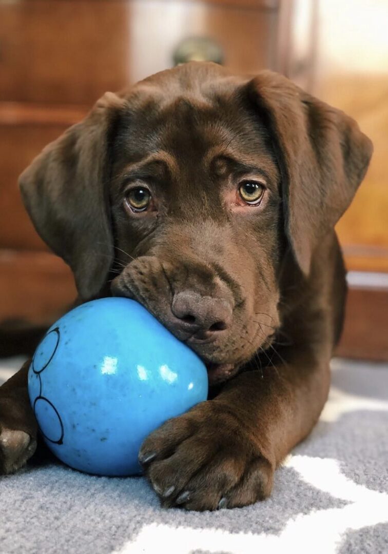 A dog is holding a ball in its mouth.